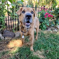 adopt-pet