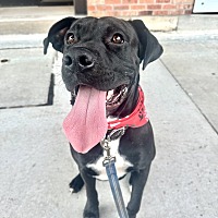 adopt a pet