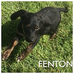 Thumbnail photo of Fenton #2