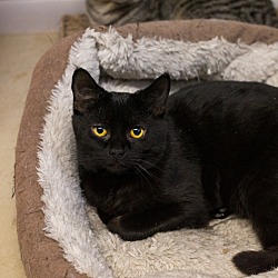 Thumbnail photo of Binx #3