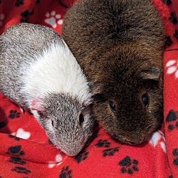 bonded pet photo