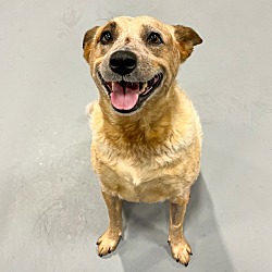 Photo of Honey