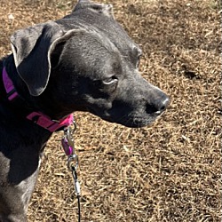Adopt a dog or cat today! Search for local pets in need of a home.