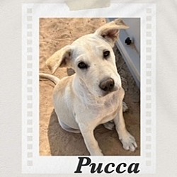 Photo of Pucca