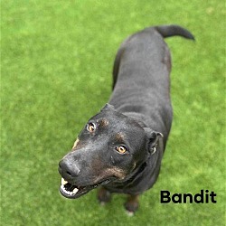 Thumbnail photo of Bandit 3134 #1