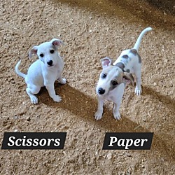 Photo of Paper (Pete), and Scissors (Sissy)