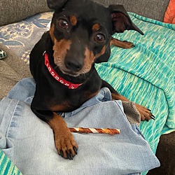 Thumbnail photo of Min Pin #1