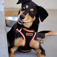 adopt a pet