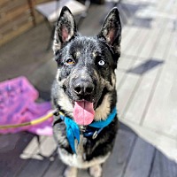 adopt a pet