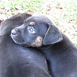 Thumbnail photo of Sophia ~ Puppy! #4