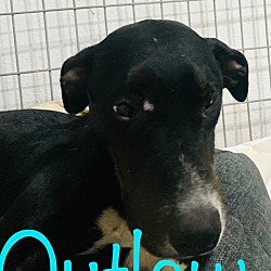 Photo of Outlaw