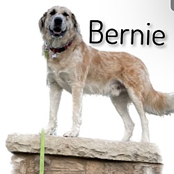 Photo of Bernie