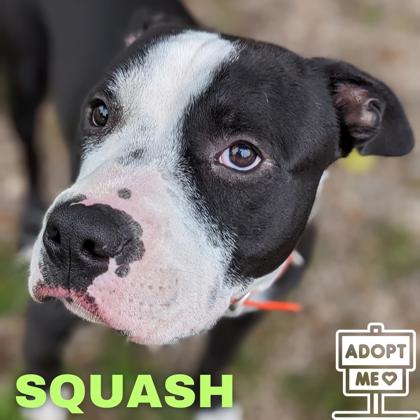 Photo of Squash