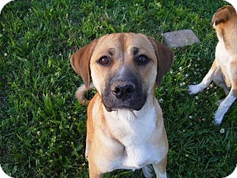 anatolian shepherd hound mix