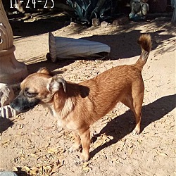 Thumbnail photo of Canelo-ADOPTED 4/13/24 #3