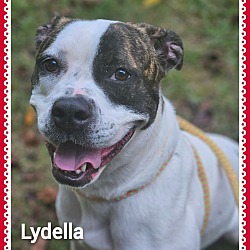 Photo of LYDELLA - see video