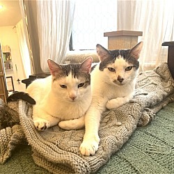 Thumbnail photo of Rusty and Poe: Bonded Lap Kitties #1