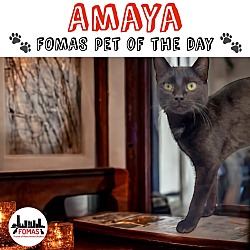 Thumbnail photo of Amaya #3