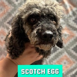 Thumbnail photo of Scotch Egg #1