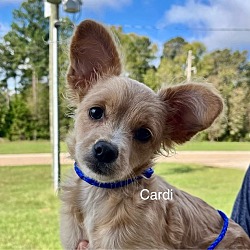 Thumbnail photo of Cardi #1