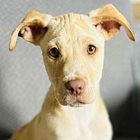 adopt a pet