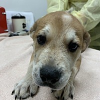 adopt a pet