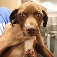 adopt a pet