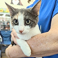 adopt a pet