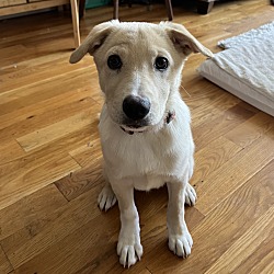 Toffee, Labrador Retriever