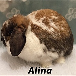 Thumbnail photo of Alina #3