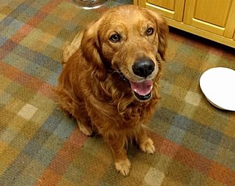 Washington, DC - Golden Retriever. Meet Truman a Pet for ...