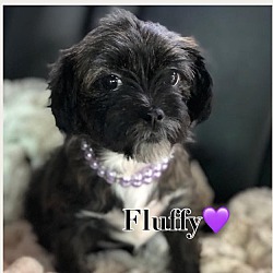 Thumbnail photo of Fluffy #1