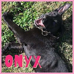 Thumbnail photo of Onyx #1
