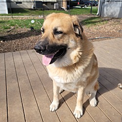 bonded pet photo