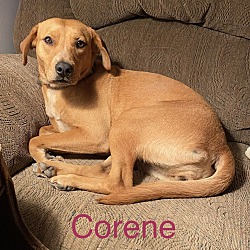 Photo of Corene
