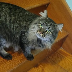 Photo of Geralt