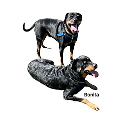 Thumbnail photo of Bonita #2