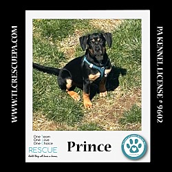 Photo of Prince (Petunia's Pups) 012724