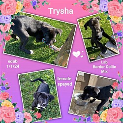 Thumbnail photo of Trysha #4