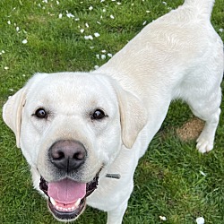 Photo of Labrador Retriever