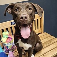 adopt a pet