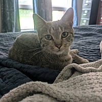 adopt a pet