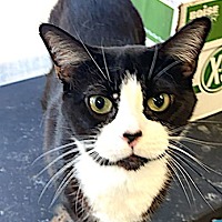 adopt a pet