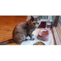 adopt-pet