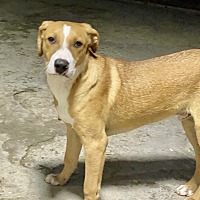 JAGGER - Labrador Retriever / Shepherd (Unknown Type) available for adoption