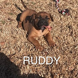 Thumbnail photo of Ruddy (Rudolph) #3