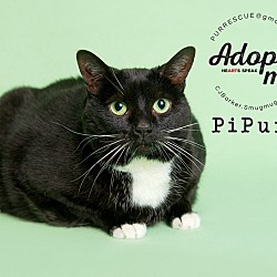 Thumbnail photo of Pi-Purr #2