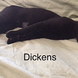 Thumbnail photo of Dickens #1