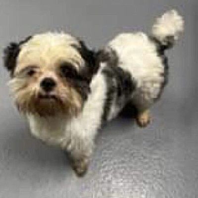 Tampa, FL - Shih Tzu/Shih Tzu. Meet Gandolf a Pet for Adoption ...