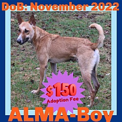 Photo of ALMA-Boy - $150